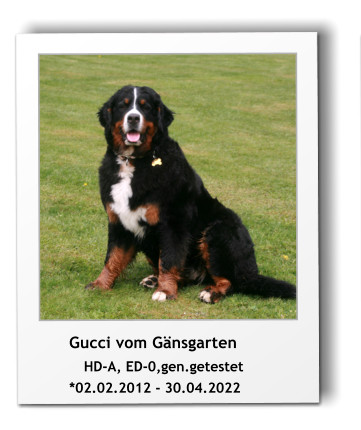 Gucci vom Gnsgarten          HD-A, ED-0,gen.getestet         *02.02.2012 - 30.04.2022