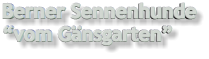 Berner Sennenhunde vom Gnsgarten