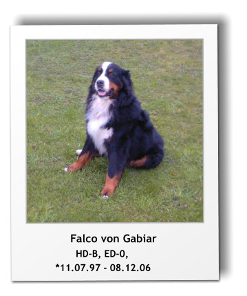 Falco von Gabiar                  HD-B, ED-0,            *11.07.97 - 08.12.06