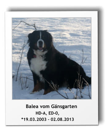 Balea vom Gnsgarten                   HD-A, ED-0,         *19.03.2003 - 02.08.2013