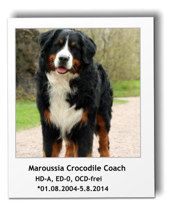 Maroussia Crocodile Coach         HD-A, ED-0, OCD-frei          *01.08.2004-5.8.2014