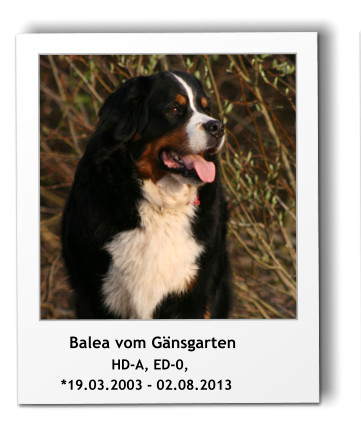 Balea vom Gnsgarten                  HD-A, ED-0,       *19.03.2003 - 02.08.2013