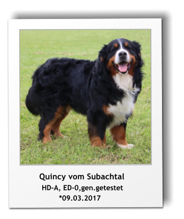 Quincy vom Subachtal        HD-A, ED-0,gen.getestet                 *09.03.2017