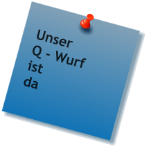 Unser Q - Wurf ist da