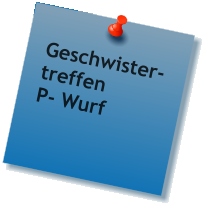 Geschwister- treffen P- Wurf